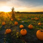 Pumpkin Patch