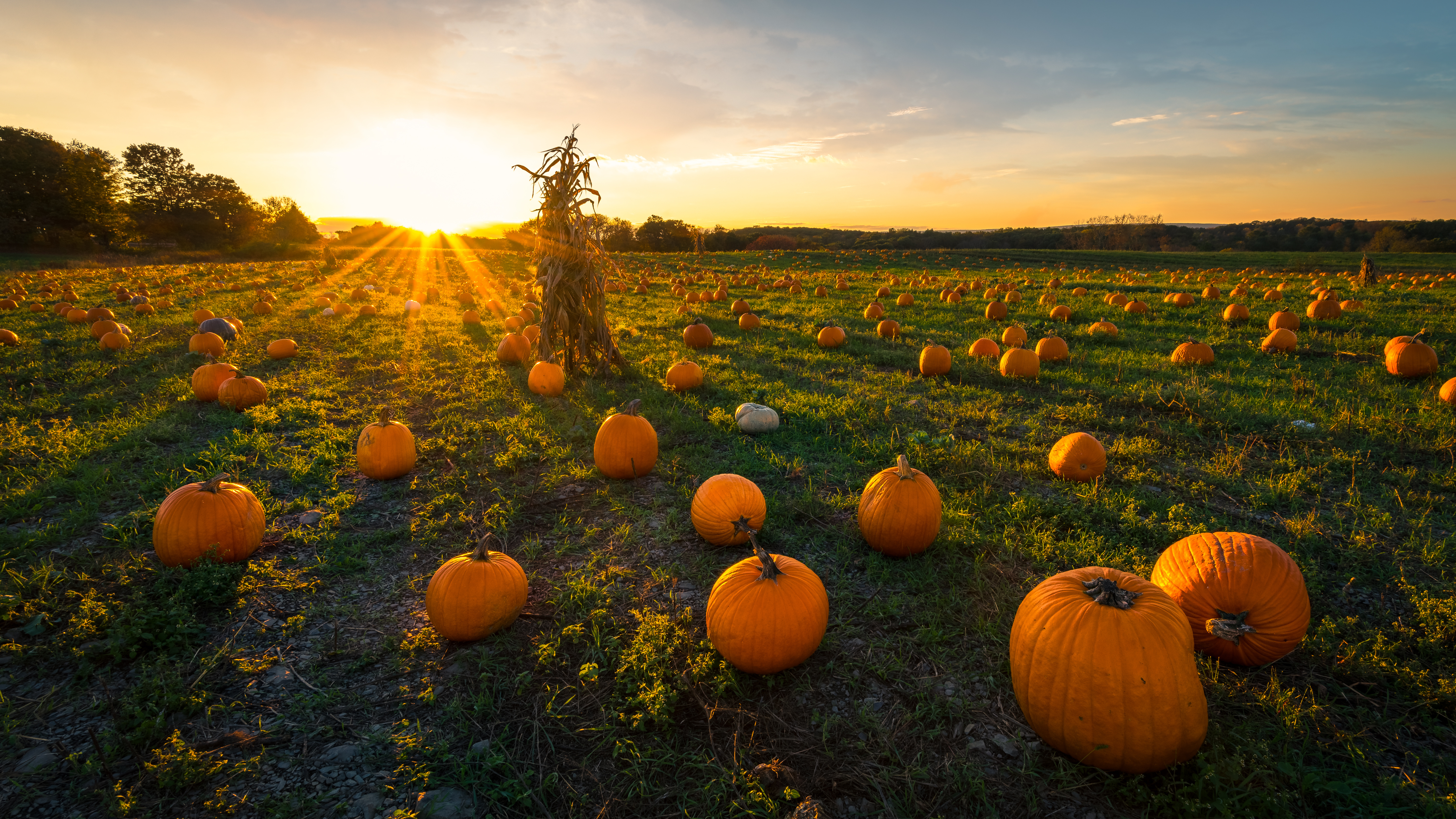 Peace Hill Farm Corn Maze & Pumpkin Patch